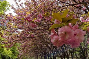 春意萌動(dòng)，萬物復(fù)蘇，不二傳動(dòng)邀您賞花